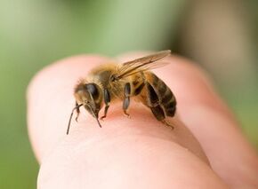Bee stings can enlarge penis