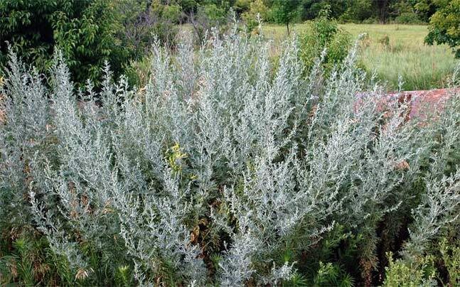 Mugwort soup helps penis enlargement